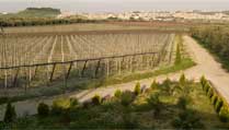 vigneto Tenuta dei Cavalieri